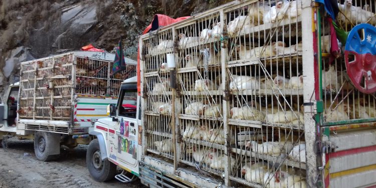 पोखरामा बर्डफ्लू भेटिएपछि धौलागिरीमा कुखुरा आयतमा रोक