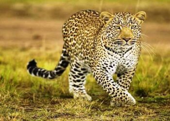 पर्वतमा चितुवाबाट आक्रमणका घटना बढ्दै, छुट्टाछुट्ट स्थानमा तीन घाइते