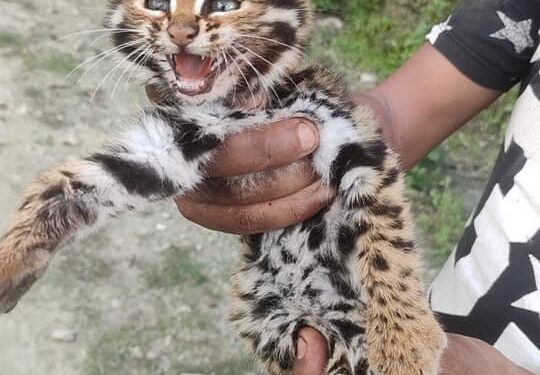 युवाहरूले गरे चितुवाकाे बच्चाकाे उद्दार