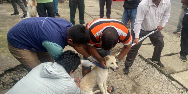 कुश्मा नगरपालिकाको ‘डग सर्चिङ’ अभियान, कुकुर खोज्दै खोप लगाउँदै