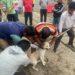कुश्मा नगरपालिकाको ‘डग सर्चिङ’ अभियान, कुकुर खोज्दै खोप लगाउँदै