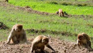 पर्वतका उम्मेदवारको साझा एजेण्डा : बाँदर नियन्त्रणका लागि कानून संशोधन गर्ने प्रतिबद्धता