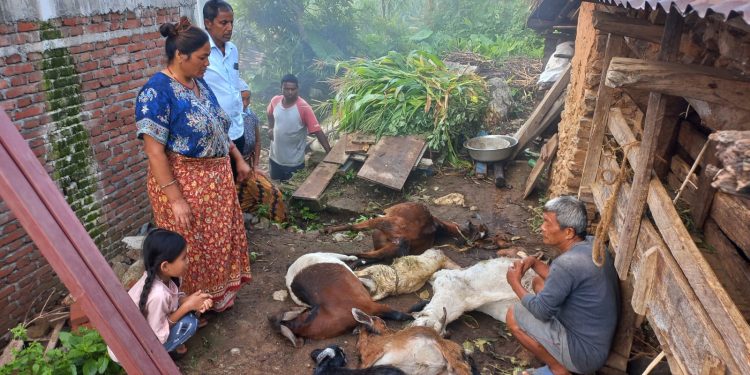 चितुवाको आतंकः महाशिलामा खोरमै पसेर ७ वटा बाख्रा मार्‍यो
